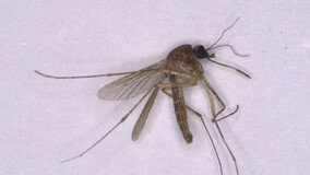서산서 일본뇌염 매개 모기 첫 발견…작년보다 2주 빨라