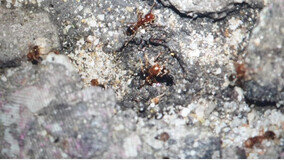 맹독성 해충 ‘붉은불개미’ 인천항에서 발견…검역당국 긴급방제 실시