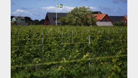 기후변화에 스웨덴 와인 뜬다… 기온 오르자 佛-스페인 품질 떨어져