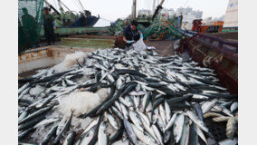 오염수 영향으로 고등어 가격 하락·오징어 상승?…“다른 이유 있어”