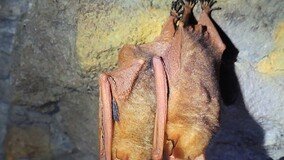 멸종 위기 천연기념물 ‘황금박쥐’, 원주 치악산에 8년째 서식 중