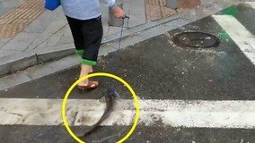 물고기에 강아지 목줄 매 빗속 산책 나온 중국 여성