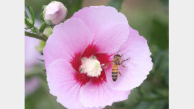 꿀벌이 돌아온다…아까시꿀 생산량 평년比 51% ↑