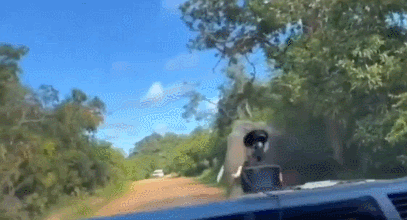 자동차 창문 부순 코끼리 쫓아낸 아빠…‘이 행동’으로 위기 모면해 (영상)