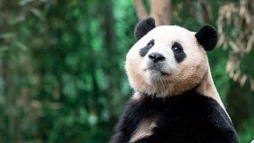 [신문과 놀자!/피플 in 뉴스]4월이면 중국으로 떠나는 판다 ‘푸바오’