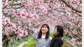 ‘봄꽃 시계’ 한 달 빨라…3월 중순 개나리·진달래·벚꽃 핀다