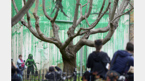 ‘얼굴 없는 화가’ 뱅크시, 죽어가는 나무 뒤 건물에 ‘나뭇잎 벽화’ 그려