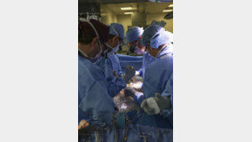美 60대 남성, 유전자변형 돼지 신장 첫 이식