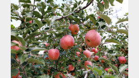 ‘국민 과일’ 맛있는 사과를 안정적으로 공급하려면