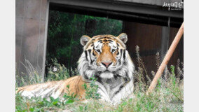 ‘태백’이도 숨졌다…서울대공원 시베리아 호랑이 폐사, 왜?