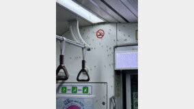 “정체불명 벌레 가득”…이른 더위에 지하철 뒤덮은 ‘팅커벨’