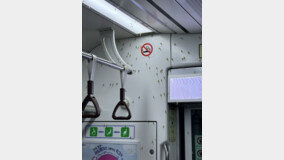 짝짓기만 몰두하다 죽는 ‘팅커벨’…지하철 벽에 ‘다닥다닥’