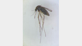 대구보건환경연구원, 모기 조심 일본뇌염 바이러스 검출