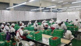 담양 딸기, ‘아시아 전역 진출’ 몽골 이어 베트남 行