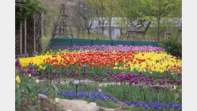 경북도, 경북의 봄에는 항상 꽃이 있다