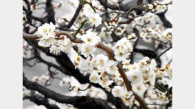 시흥시의 봄, 화사한 꽃망울의 찬란한 울림