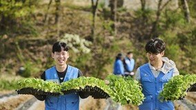 KT&G, 잎담배 농가 모종심기 봉사활동…“농가와 상생하며 지역사회와 함께 성장”
