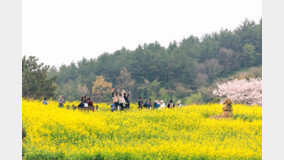 완도군 청산도 슬로걷기 축제에 3만3000여 명 다녀가