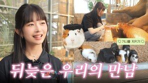 ‘Captain Guinea’ Ive Ray meets guinea pig family and is overflowing with cuteness