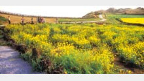 ［여행／마라도］은빛물결에  실려온  海原의  꿈