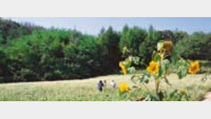 ［여행／봉평］메밀꽃  들녘…  새하얀  사연…