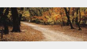 ［여행］「낙엽」을  찾아서…