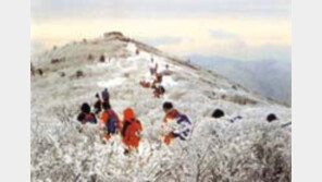 ［여행］태백산…  설경…  『신의  나라  훔쳐본듯』