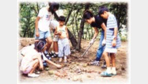 ［여행］추억  묻어나는「알밤줍기」제철…농원마다  행사  다양