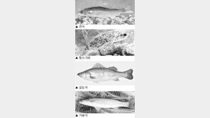 [현장진단]한강 은어 43년만에 돌아왔다…물고기 56종 서식