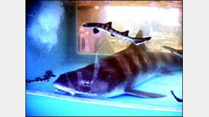 [TV 가이드/7일]'순간포착 세상에 이런 일이' 外