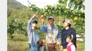 [여행]주말 '가을 체험농장'서 배따고 밤줍고…