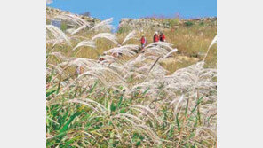 [한국의 비경]창녕 화왕산 억새평원/정상 뒤덮은 솜털꽃