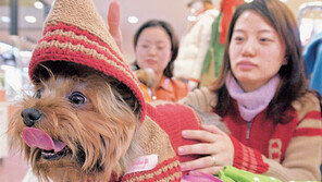 [패션 포토뉴스]애완견도 주인과 커플룩