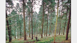 [山과 사람2]숲은 ‘인간의 간섭’을 싫어한다