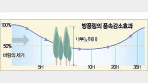 [여행]日해안 어딜가나 '방풍림 벨트'