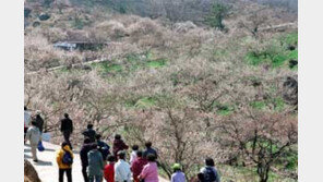 [국내여행]4월초까지 봄꽃축제 ‘만발’