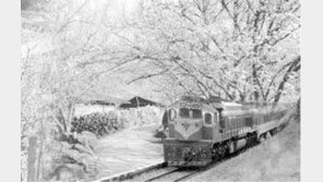 [국내여행]봄망울 터지는 섬진강 지리산 꽃열차가 달려간다