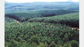 [山과 사람]인도네시아 보르네오섬…´슬픈 원시림´