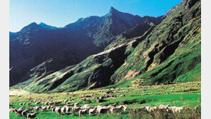 [山과 사람]<16> 남반구의 알프스 뉴질랜드 산악지대