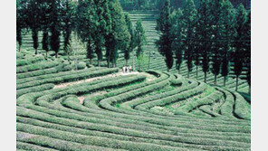 [국내여행]낙안읍성-보성차밭 “마음이 포근해요”