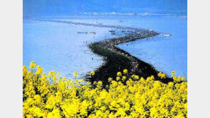 [국내여행]갈라진 바다… 잊지못할 축제의 밤