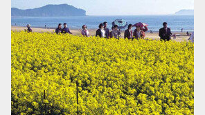 [국내여행]안면도 꽃지해변은 지금…수억송이 꽃바다