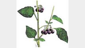 [인문사회]교만한 자여, 그대 이름은 인간! ´야생초 편지´