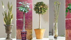 [스타일/녹색식물]관엽식물, 거실서 펼쳐지는 자연의 마술