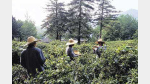 [인문사회]지허스님의 차/우리차를 일본녹차와 비교말라