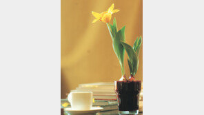 [스타일/화분]책상위의 작은 화분…봄, 널 가두고 싶어