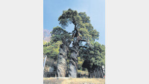 [자연과학]'이 땅의 큰 나무'…1000살 나무엔 '삶의 향기'가