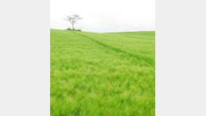 [여행]보리밭-동백꽃-푸른 바다…‘남도 봄맞이’ 가족 여행