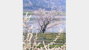 [여행]봄꽃의 ‘카드 섹션’이 시작됐다…다양한 축제의 향연