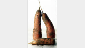 [장이 튼튼해야 생활이 즐겁다]<2>현대인의 고민, 변비